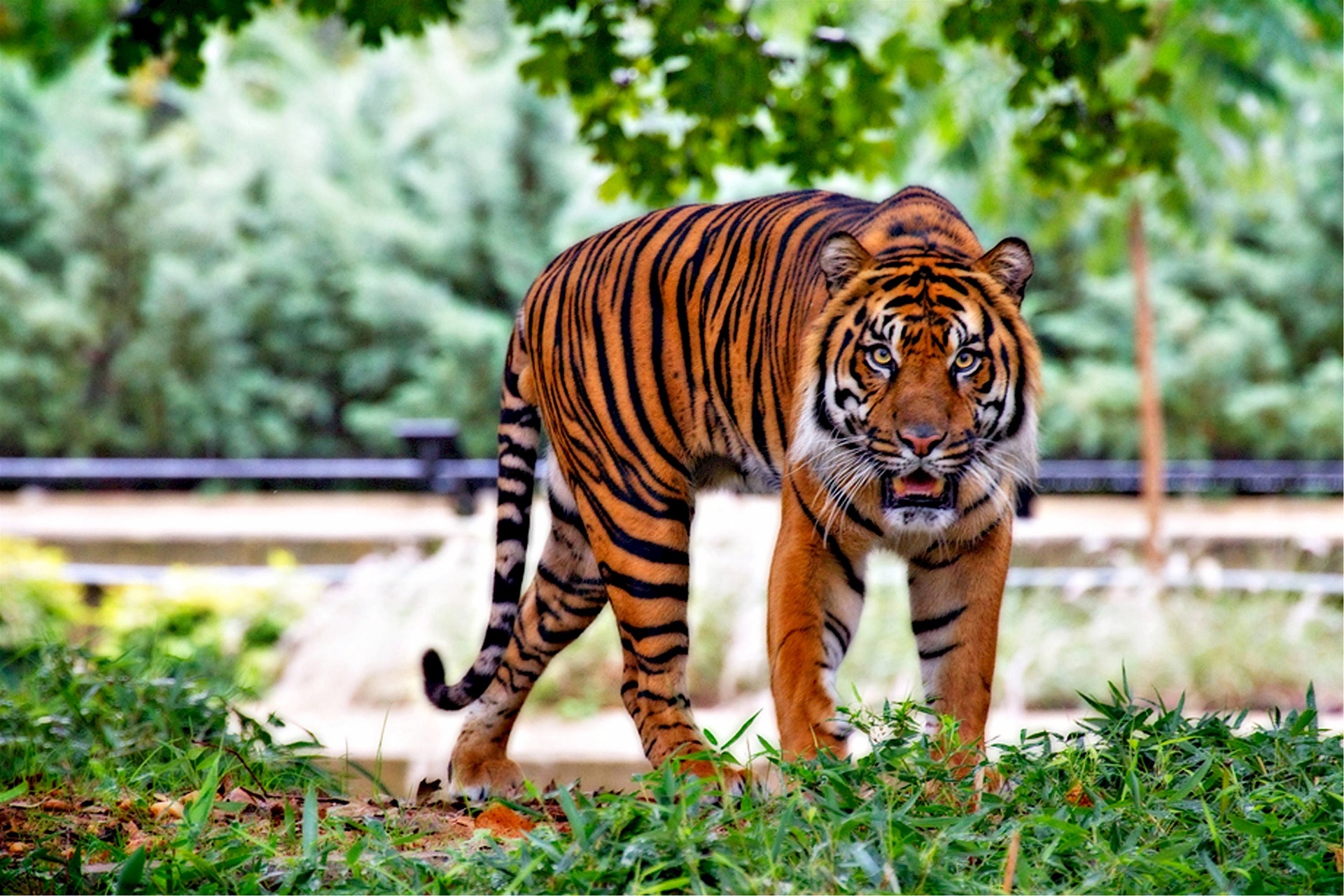 Tiger Power Functional Energy Products - Get your bite back!