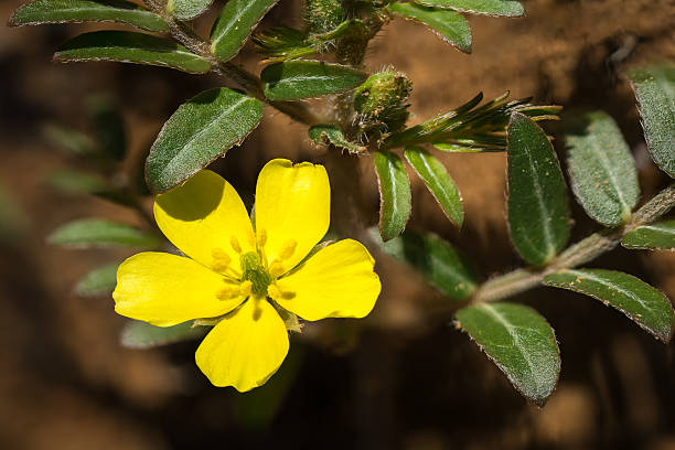 Tiger Power Tribulus Terestris